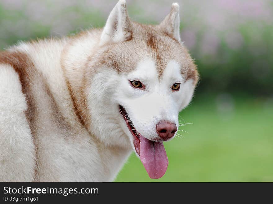 Brown Huskies