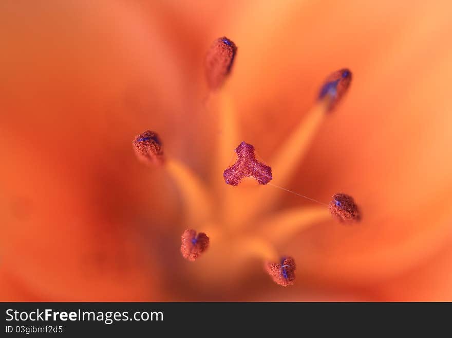 Macro stamens of orange lily