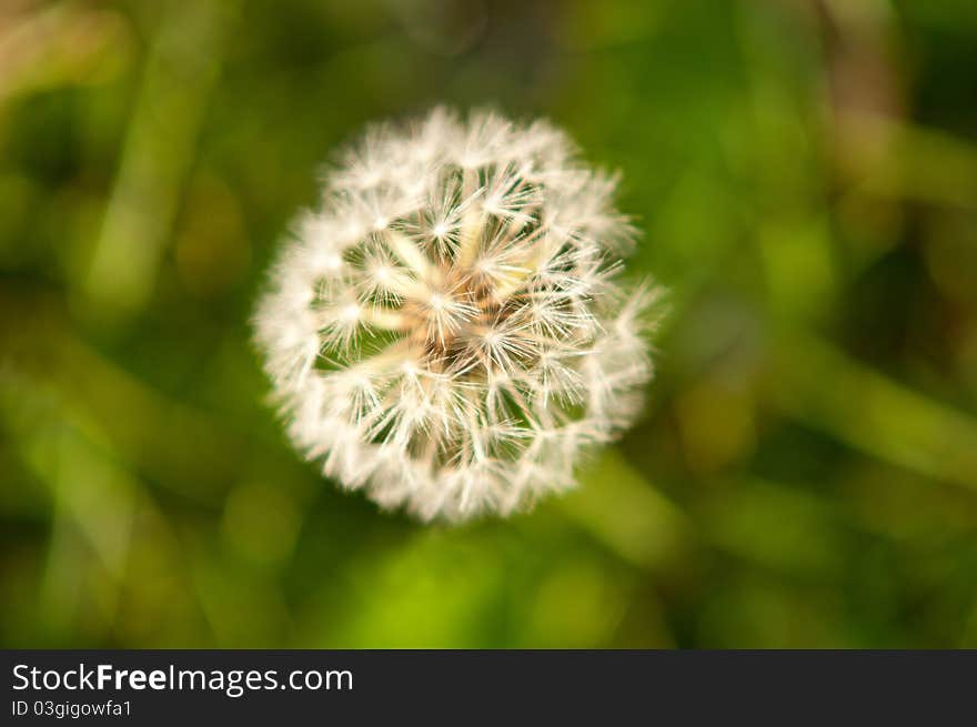 Dandelion