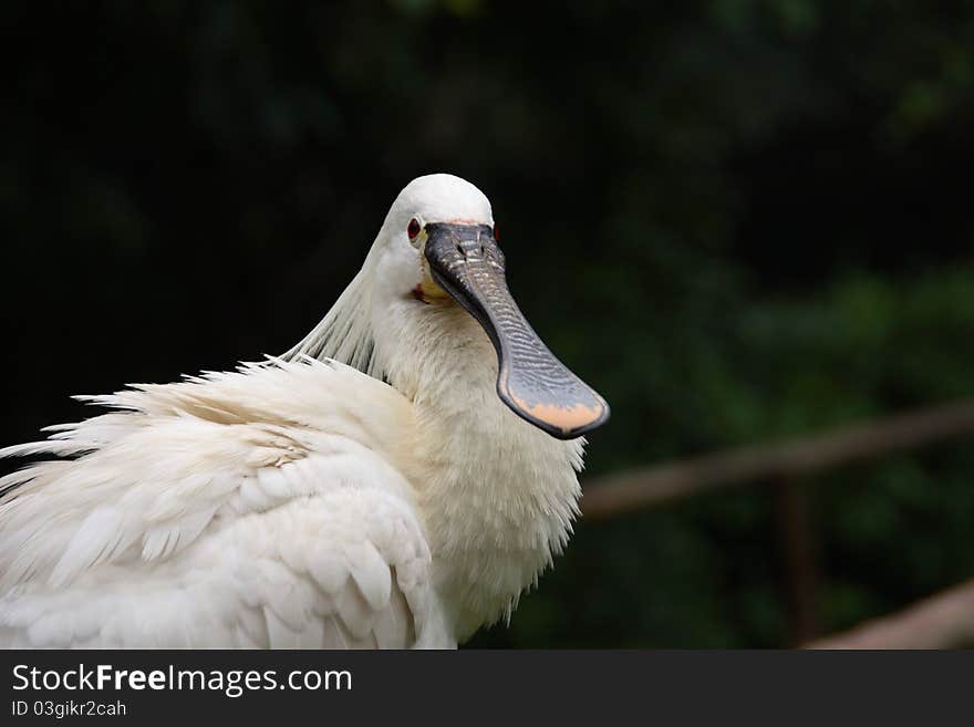 A common spoolbill in Sant'Alessio zoo