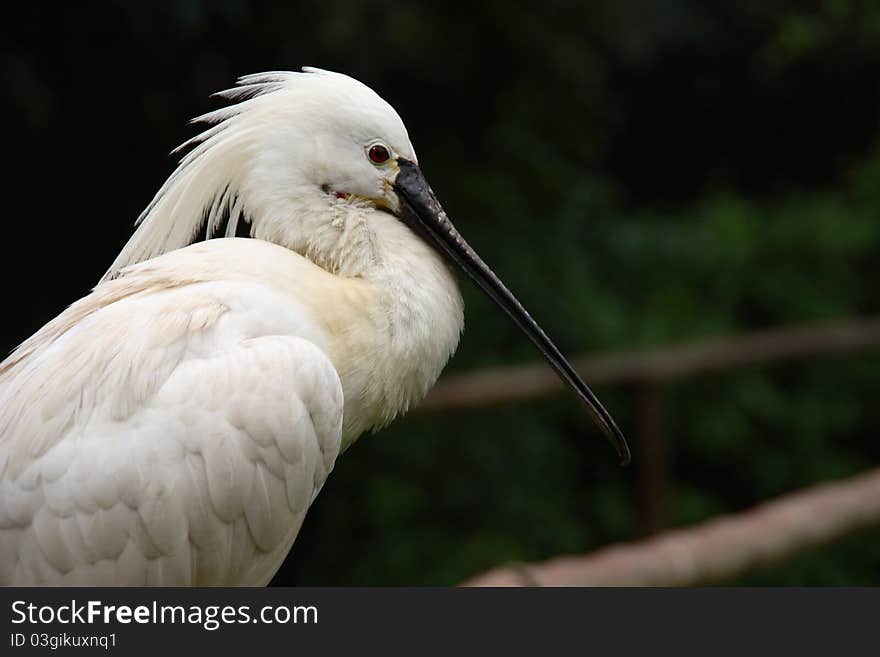 A common spoolbill in Sant'Alessio zoo