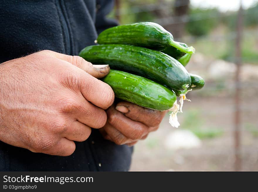 Farm Fresh Cucumbers