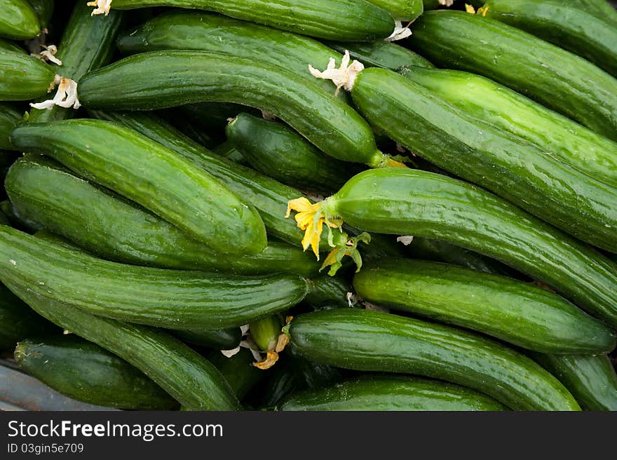 Farm Fresh Cucumbers