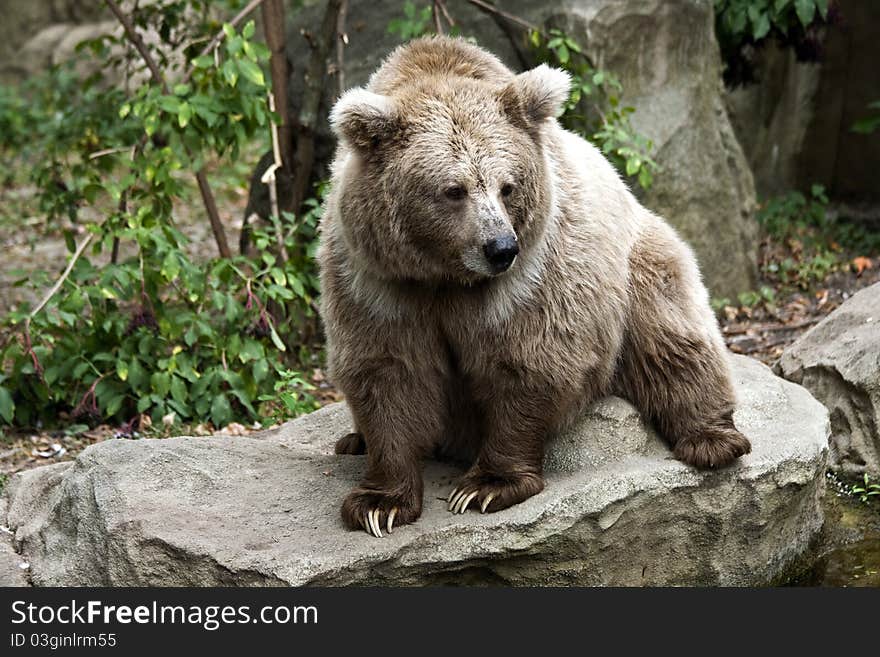 Brown bear