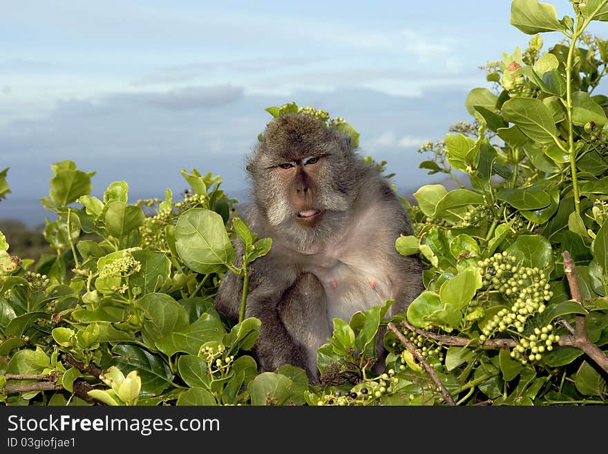 Monkey male is eating and looking at tourists. Monkey male is eating and looking at tourists