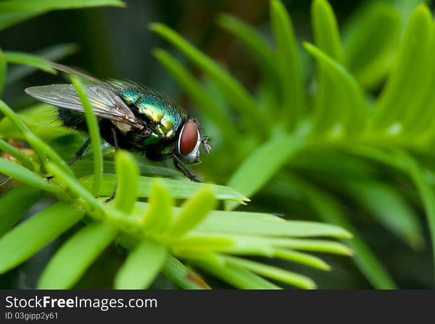 A Macro Of A Fly