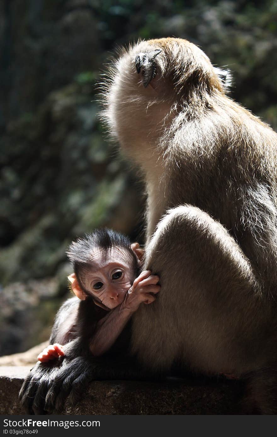 Cute baby monkey sitting at his mother