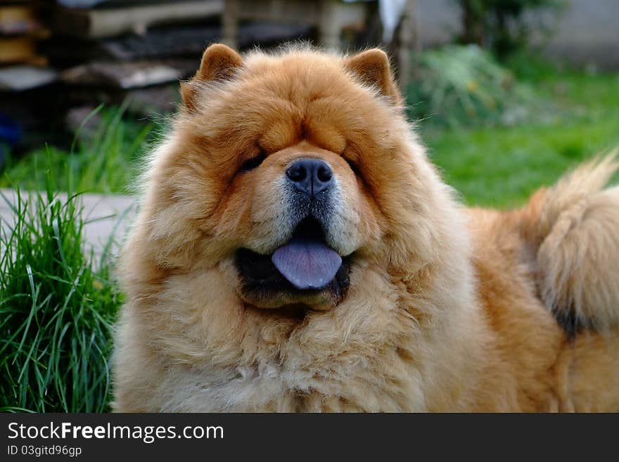 Portrait of dog chow-chow on natural background