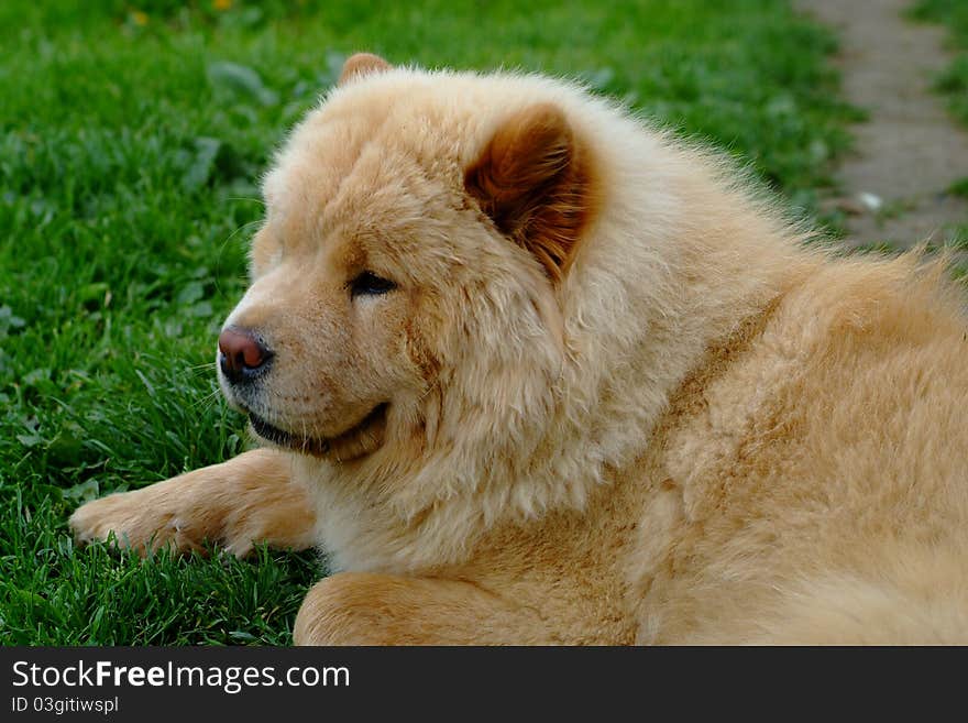 Portrait of dog chow-chow on natural background