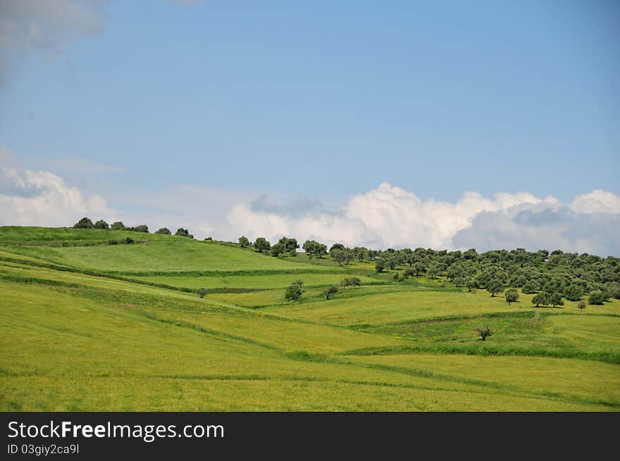 Geen wheat fields and blue sky. Geen wheat fields and blue sky