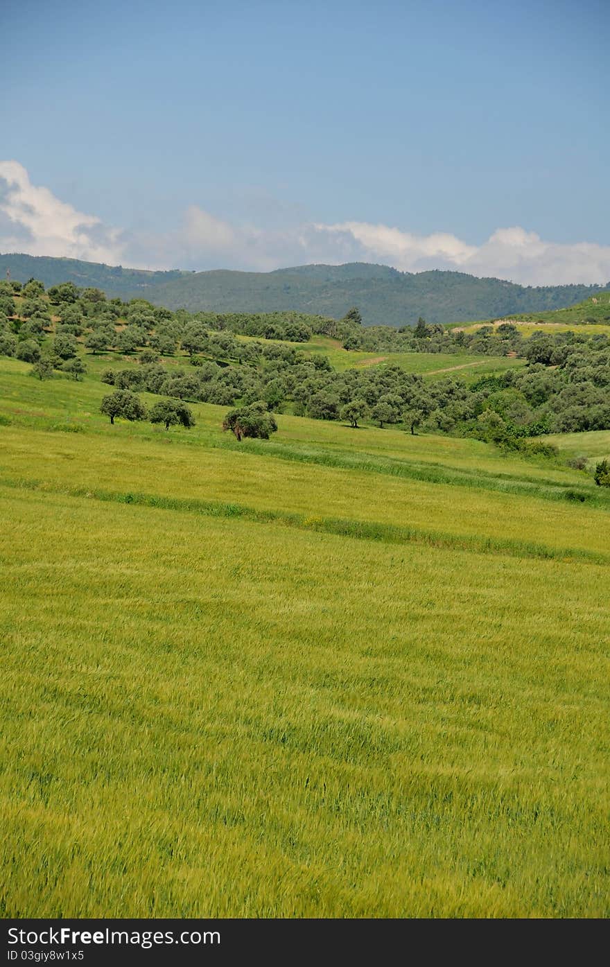 Green wheat fielda, clouds and olive trees