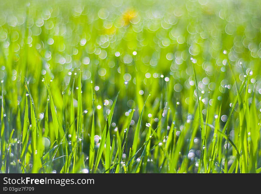 Drops of dew on the grass