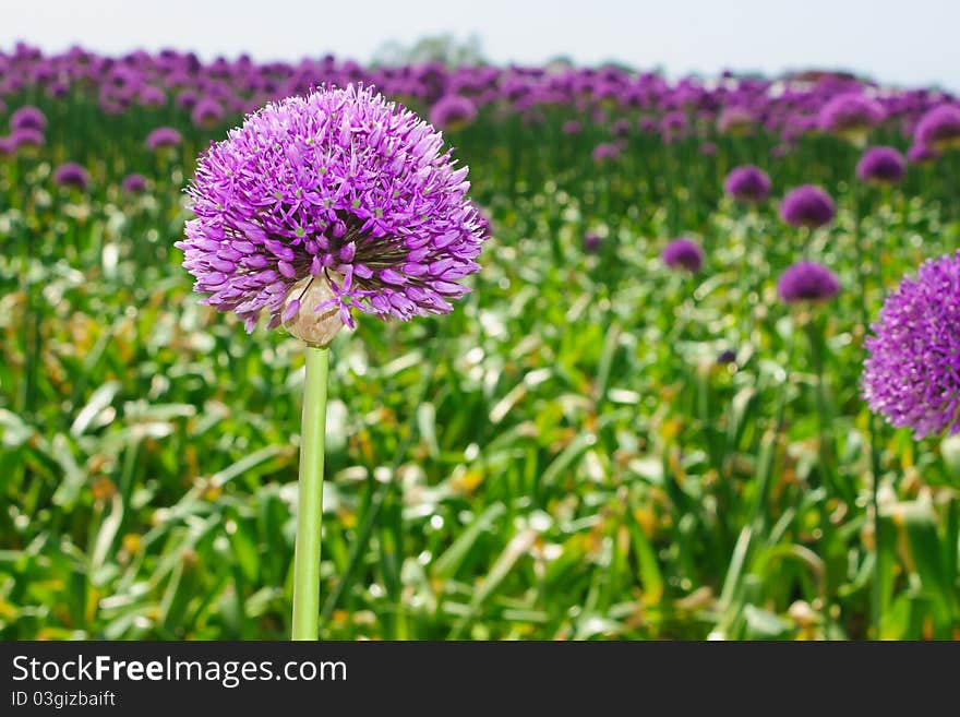 Purple Onion flower in a onion flowerfield in Holland