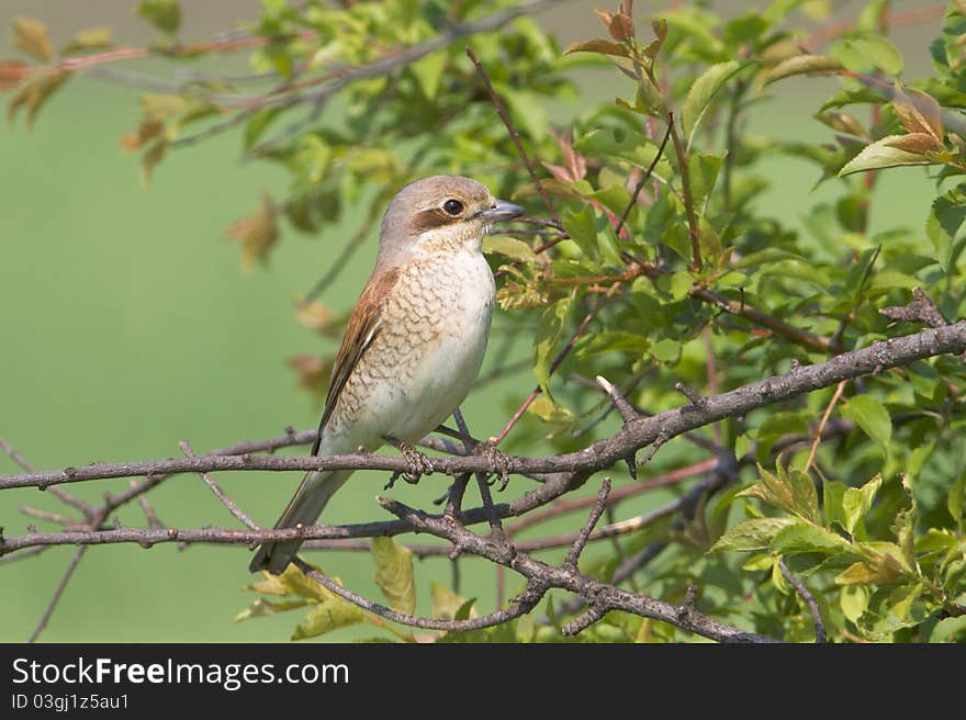 Red backed Shrike / Lanius collurio