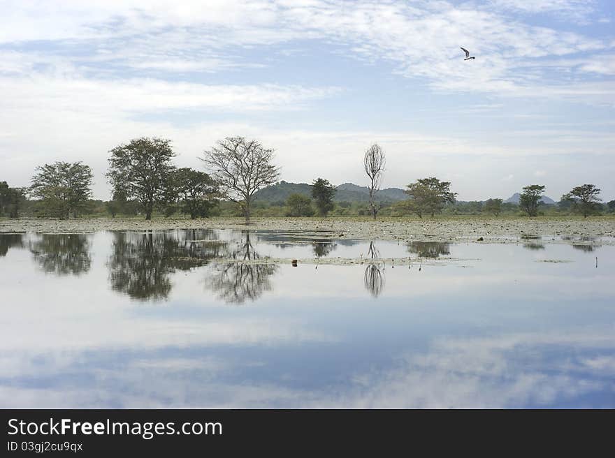 Tropical landscape with lake and mountains. Sri Lanka. Tropical landscape with lake and mountains. Sri Lanka