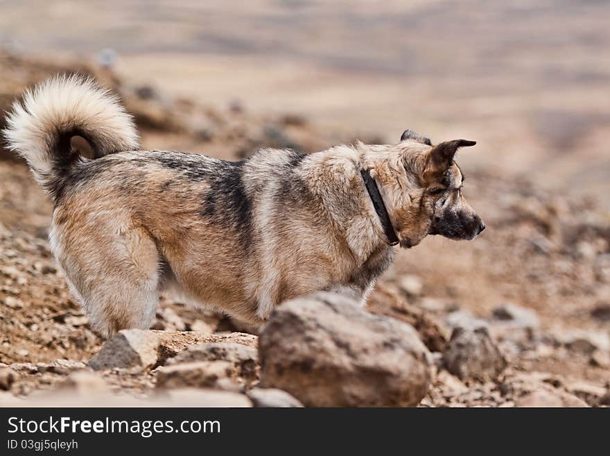 A grey dog on a strole.