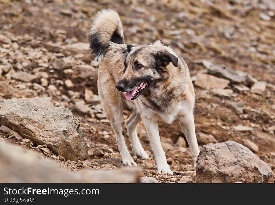 A Grey Dog Looking To The Left.