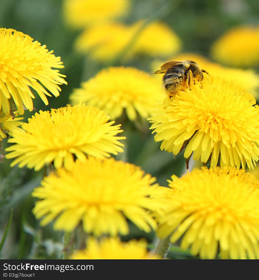 Bumblebee on a dandelion flower