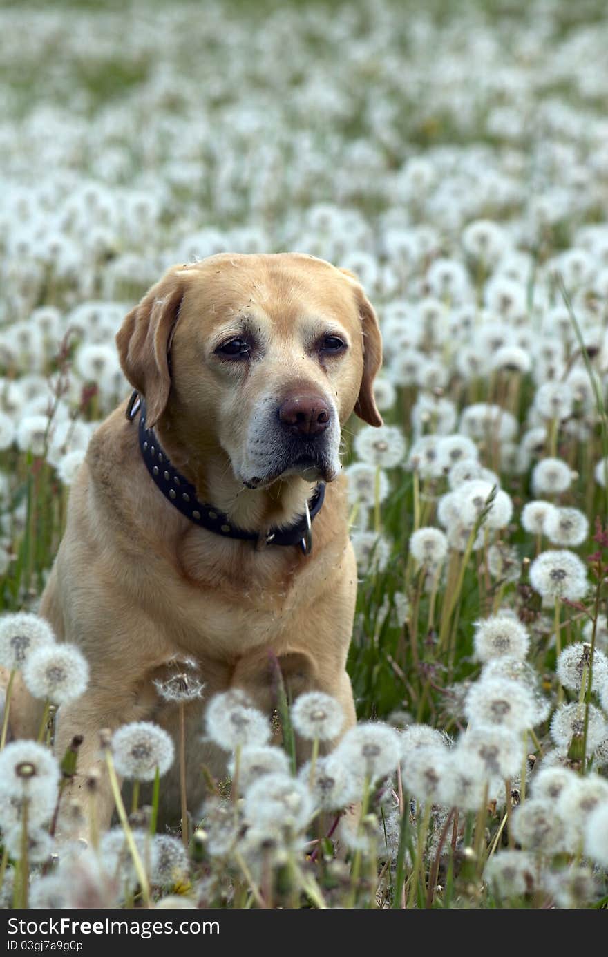 Labrador retriever and the spring meadow