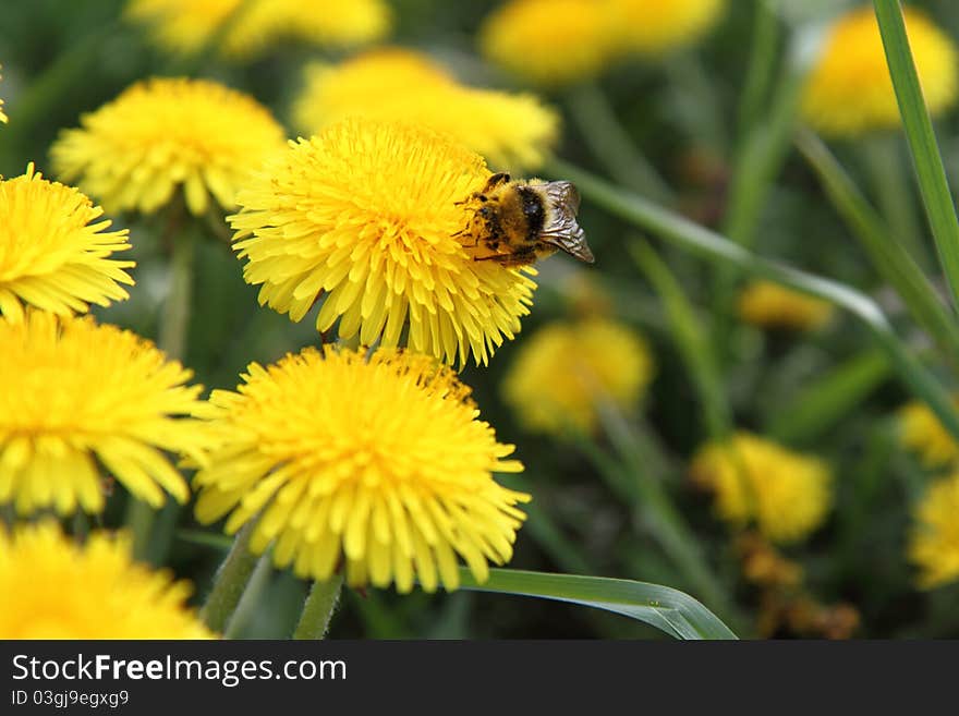 Bumblebee on a dandelion flower