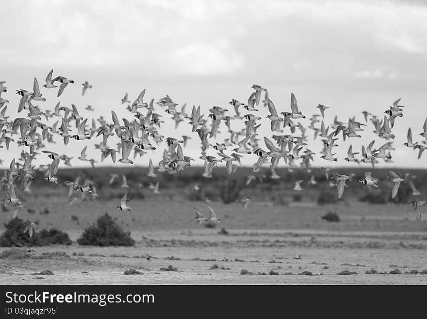 Flying Birds