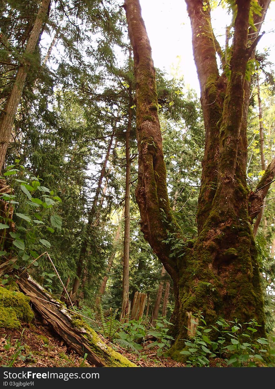 An old growth tree in the forest. An old growth tree in the forest.