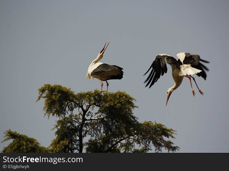 This is a photo of two storks. This is a photo of two storks.