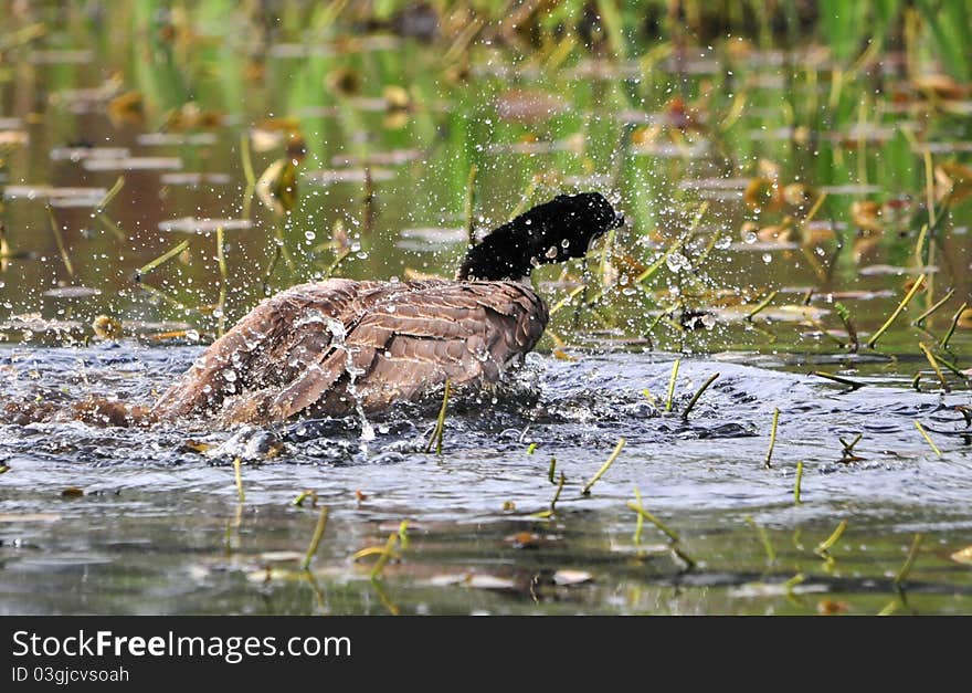 Bathing Canada Goose