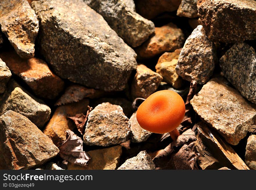 Orange Mushroom