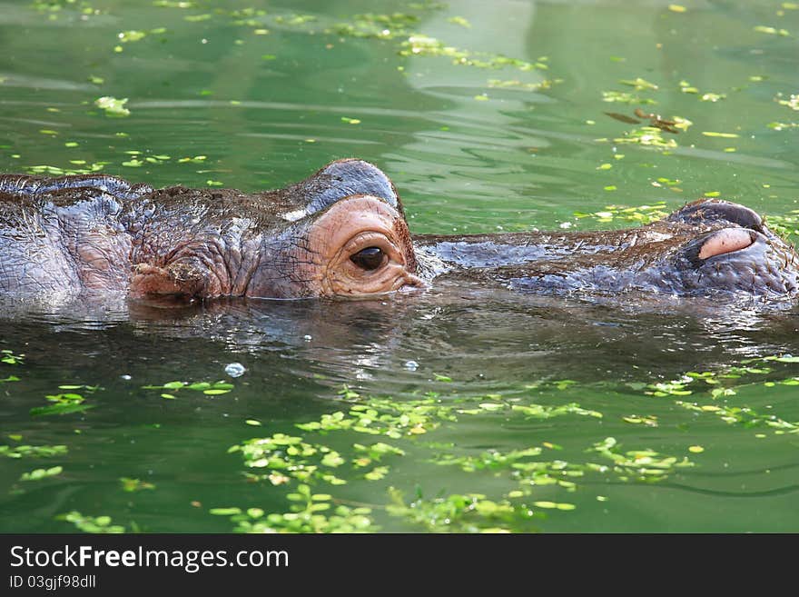 A hippopotamus is swimming in water