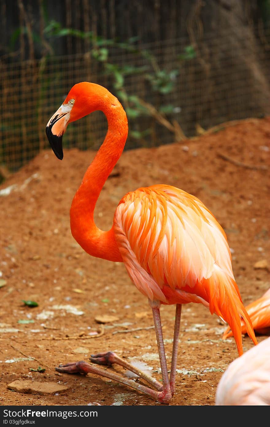 A flamingo is standing and turning the neck