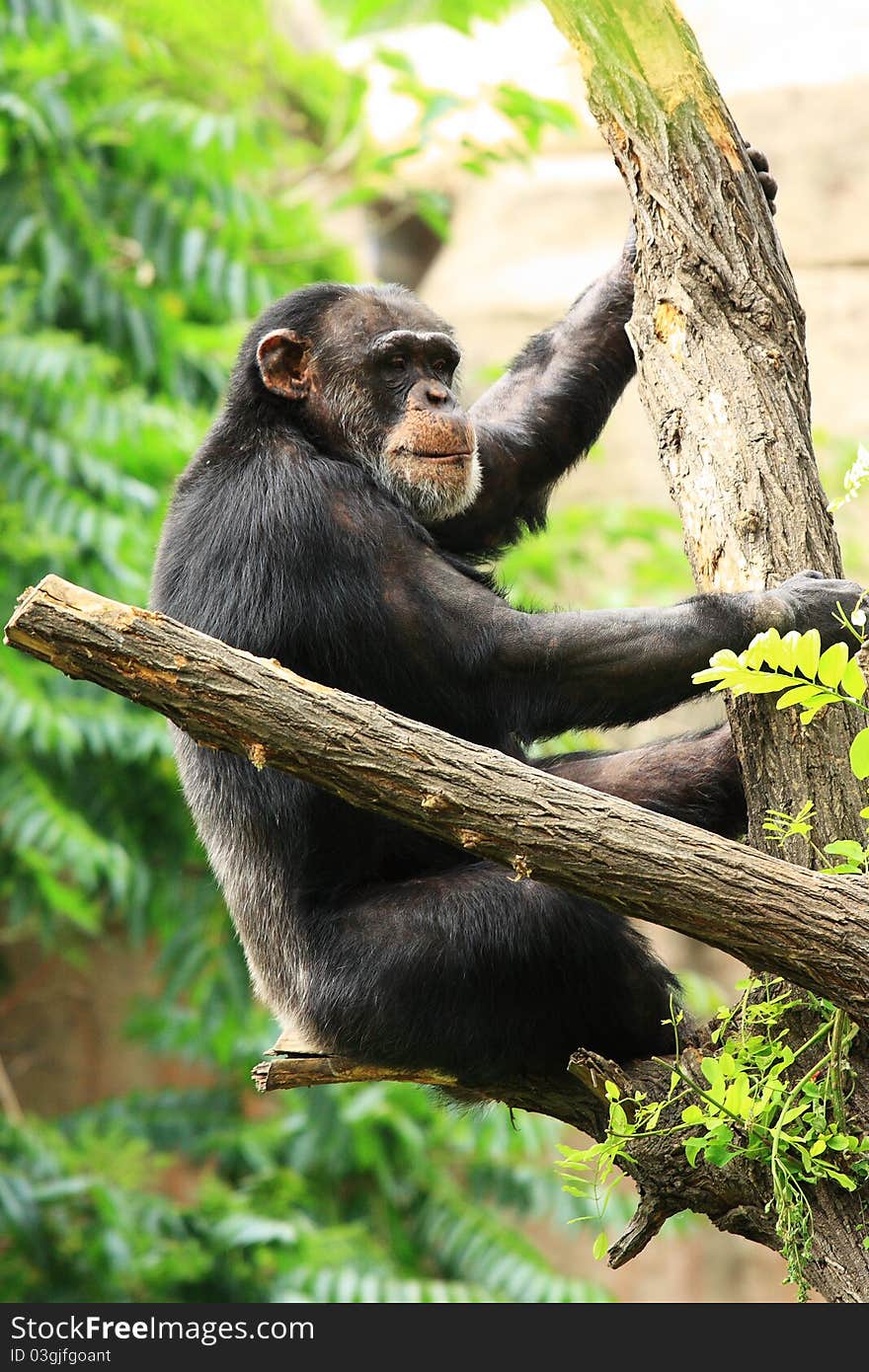 A black gorilla(chimpanzee) on the tree. A black gorilla(chimpanzee) on the tree