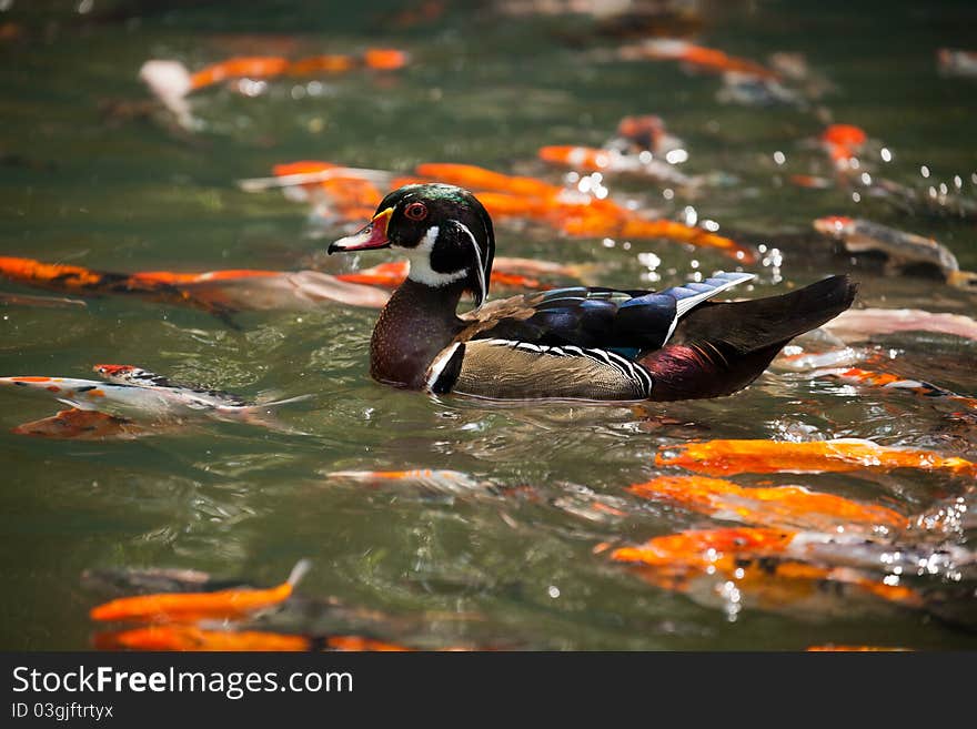 A mandarin duck duckling in the lake.