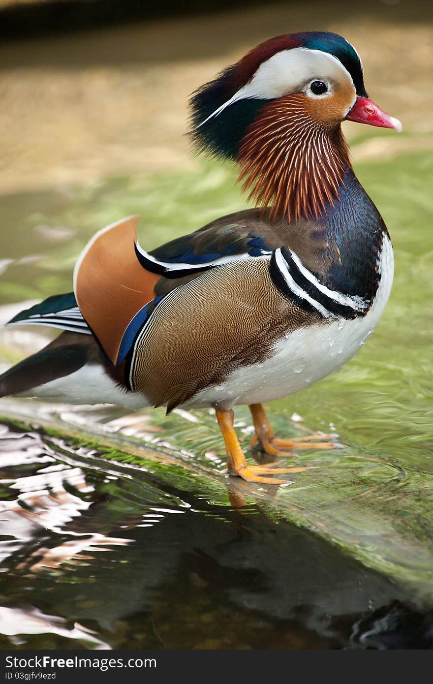 A mandarin duck duckling in the lake.