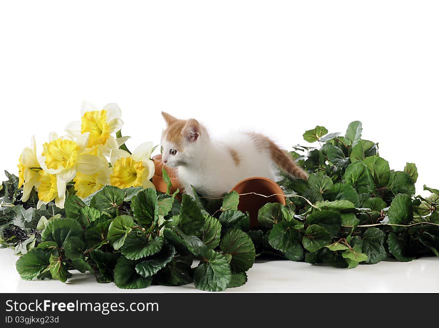 An adorable tan and white kitten smong spring foliage. Isolated on white. An adorable tan and white kitten smong spring foliage. Isolated on white.