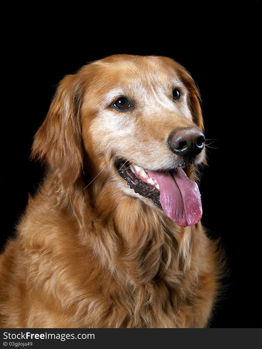 Golden Retriever Tongue Out