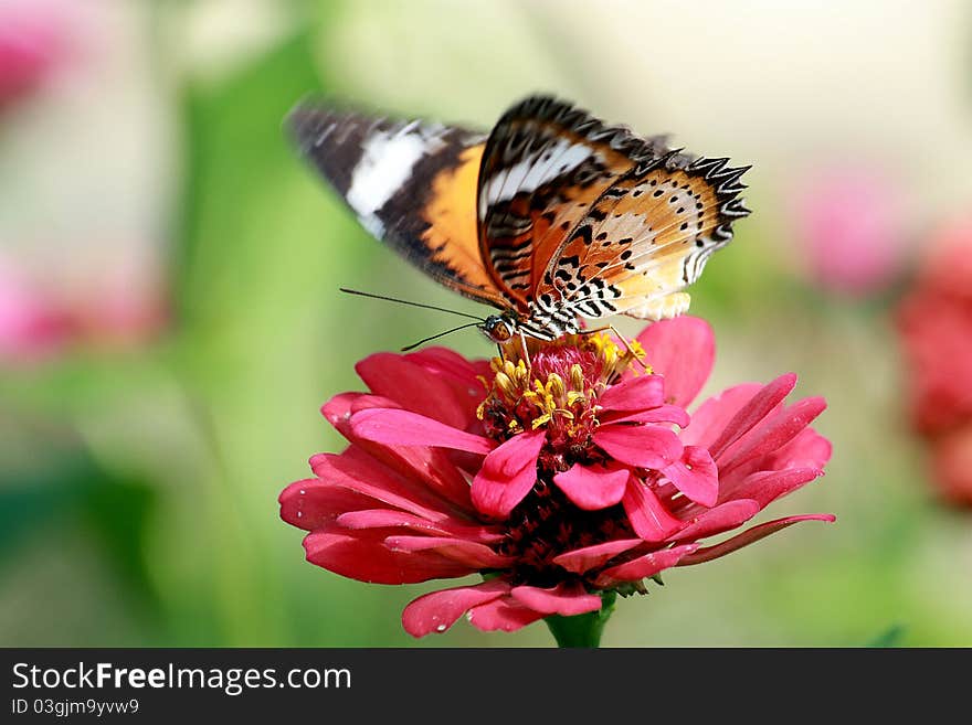 Flower with a butterfly in thailand. Flower scientific name is Zinnia Violacea Cav. Butterfly scientific name is Leopard Lacewing.