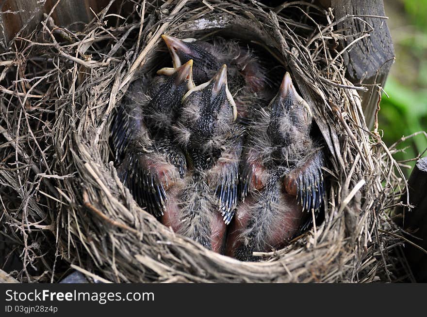 Baby Birds At One Week Old