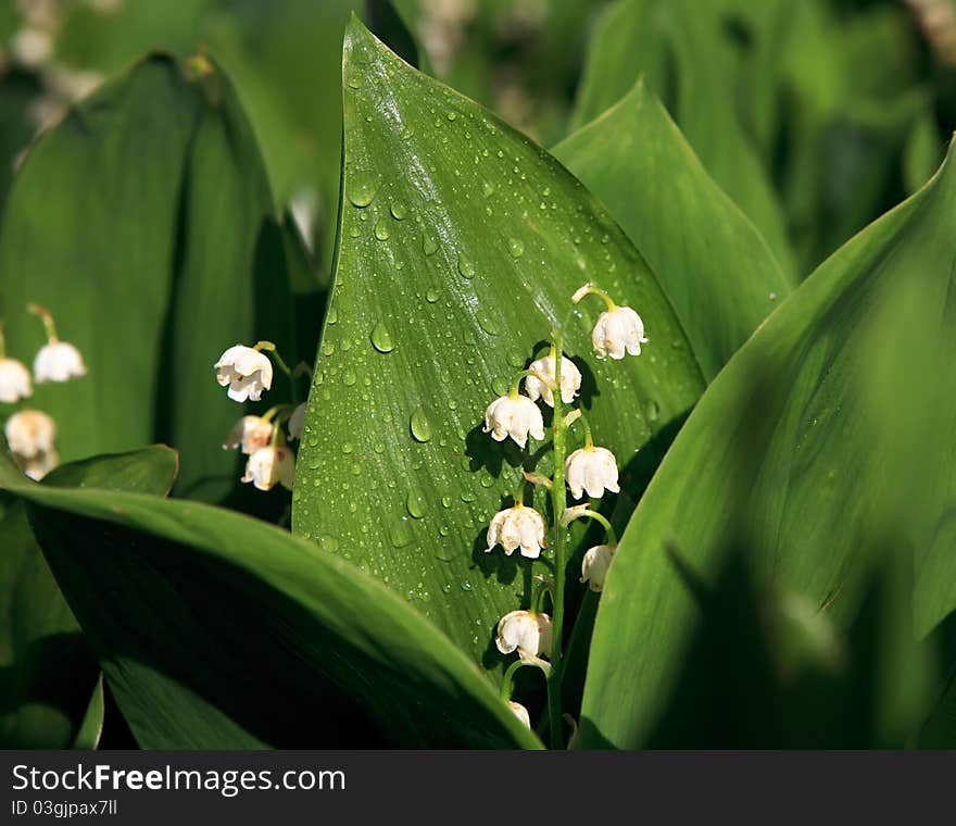 Convallaria majalis