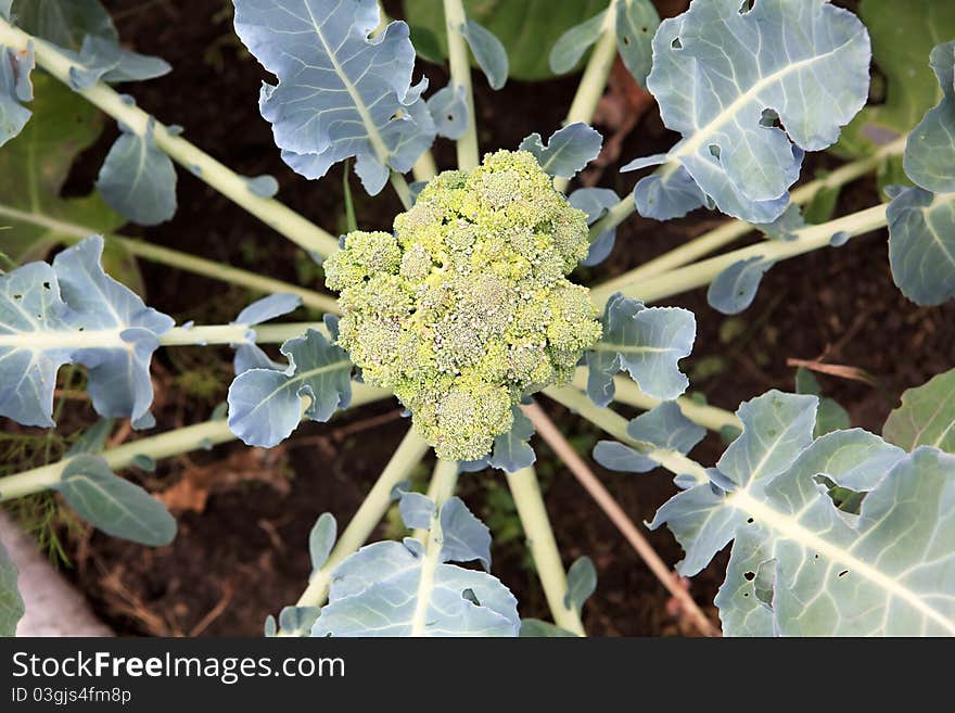 Kohlrabi grow in the garden