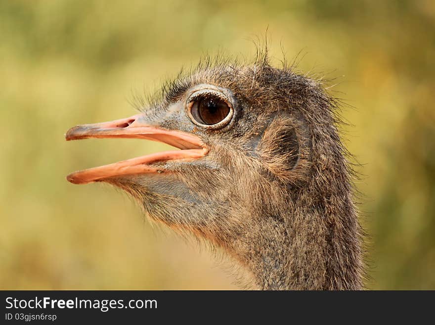 Ostrich