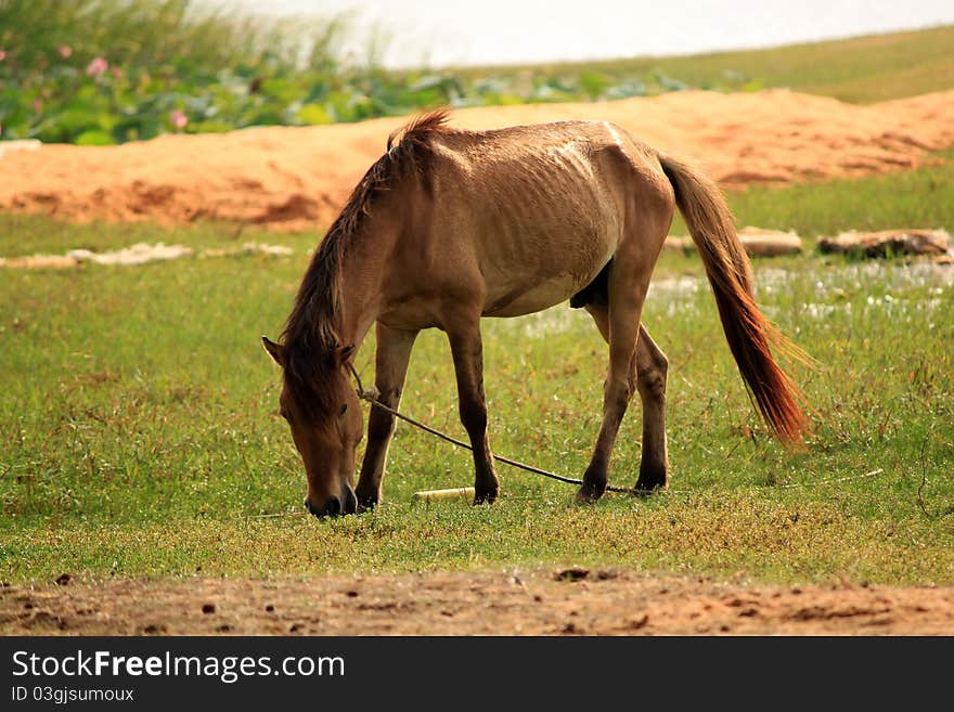 Photo of a horse on meadow