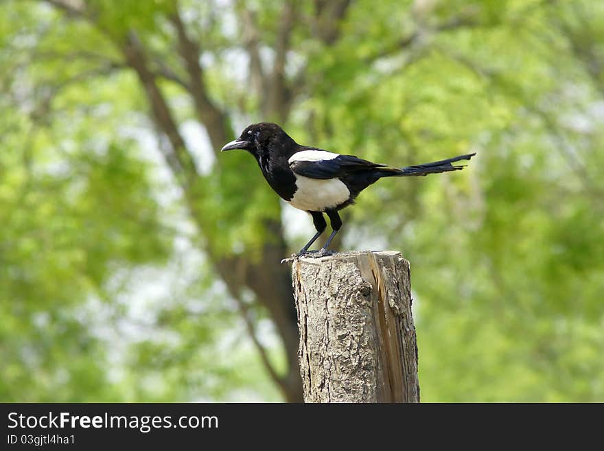 A pied magpie is standing on the wood