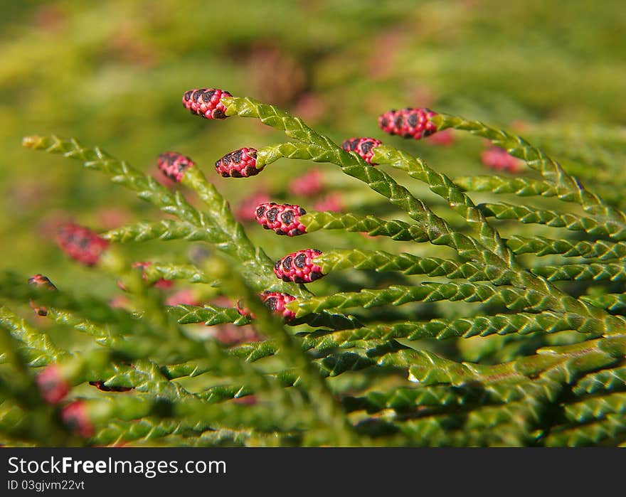 Vibrant green - twigs of thuja. Vibrant green - twigs of thuja