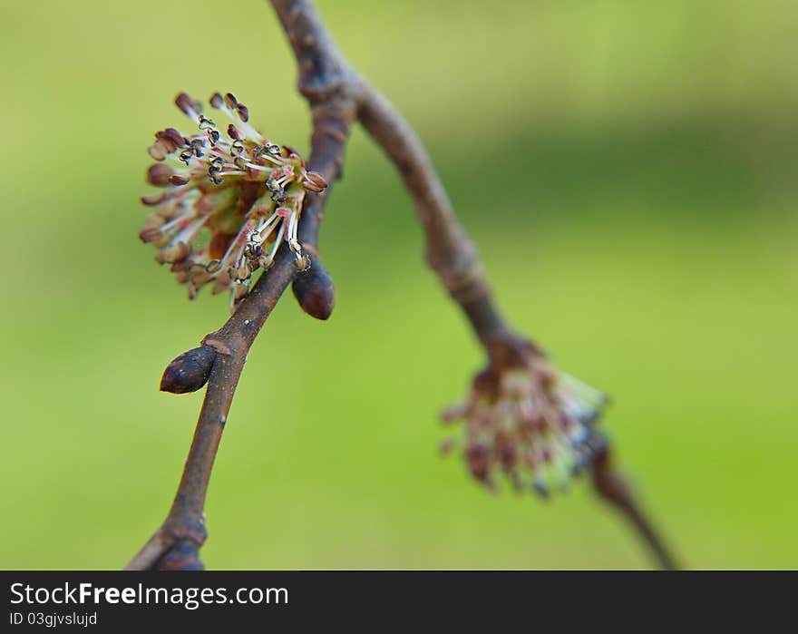 Fresh buds on branch