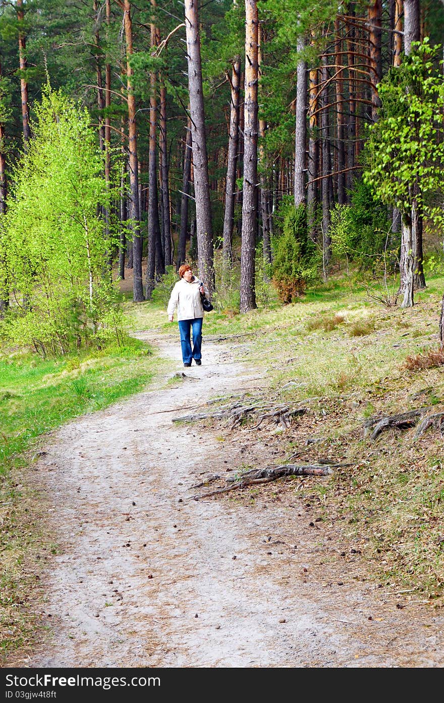 The Path In The Woods