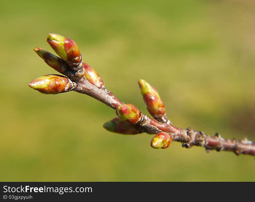 Green fresh buds on branch