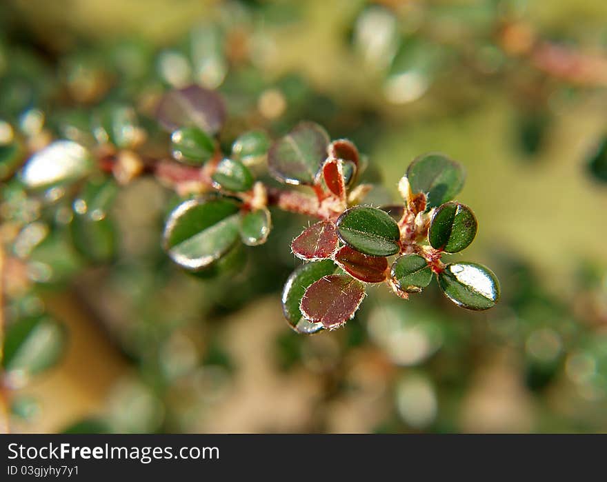 Fresh leafs on branch