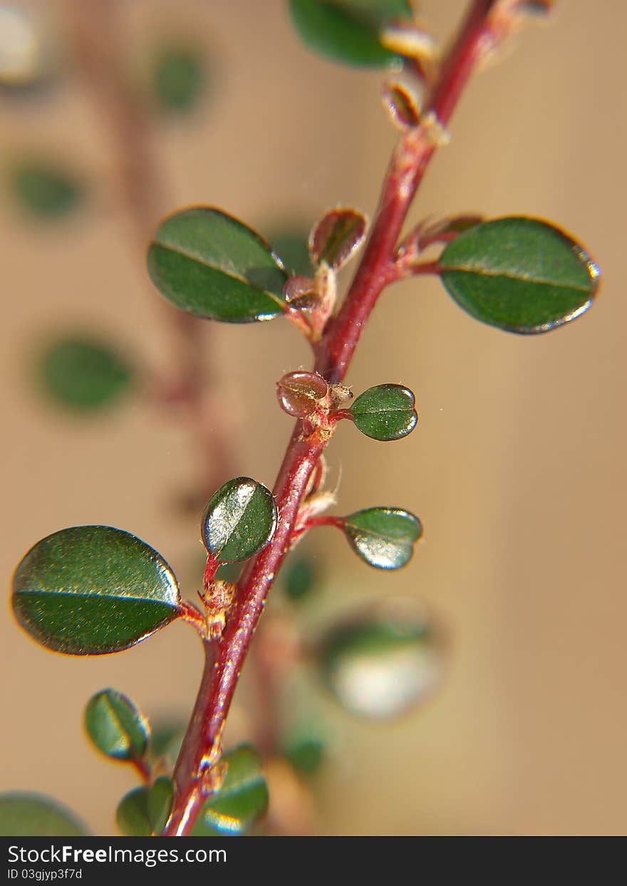 Fresh leafs on branch