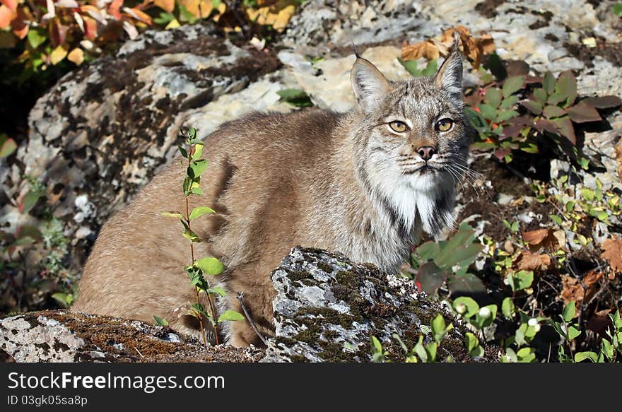 A Canadian lynx crouching behind a rock